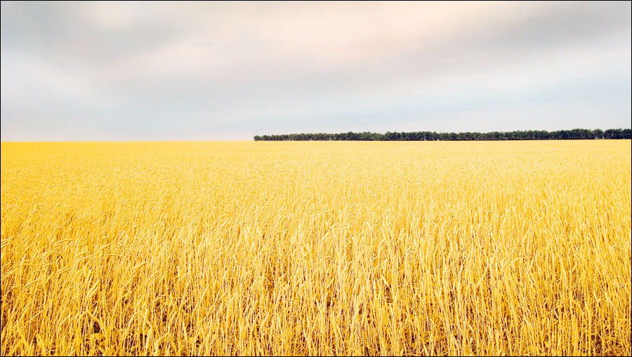 Libya buys 50,000 tonnes of Russian wheat
