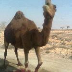 Land mines — animals suffer as well