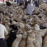 Sheep buying frenzy on eve of Eid