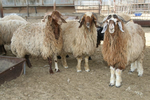 A reasonable sheep currently costs around 600 dinars.
