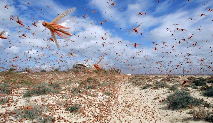 Reports of Ghadames locust infestation "overblown"