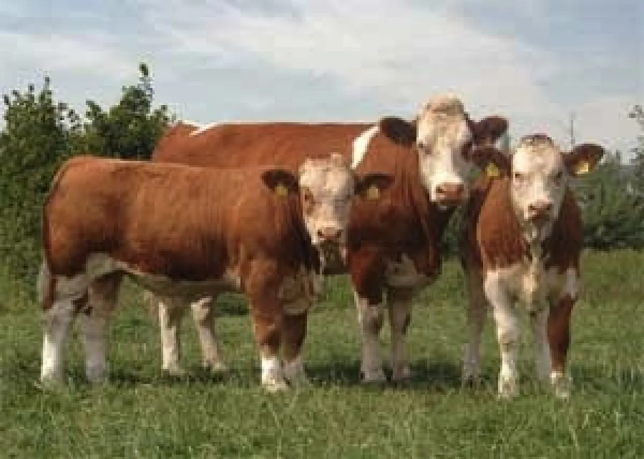 A shipment of 2,900 young bulls left Ireland last night, bound for Tripoli