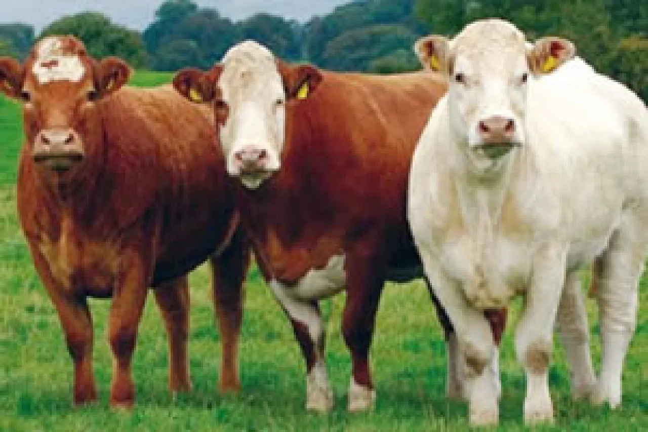 Irish beef cattle