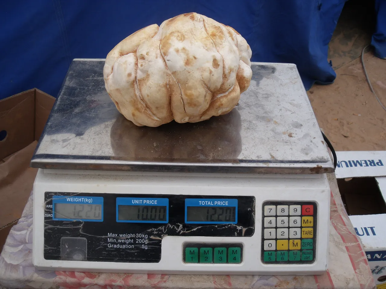 A huge white truffle on sale in Tripoli (Photo: Sami Zaptia 2012).