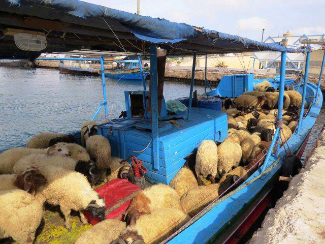 Sheep-smuggling boats seized by coastguard