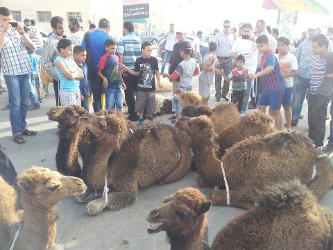 Benghazi celebrates Political Isolation Law