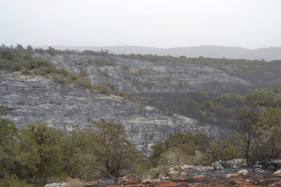 Cyrenaica forest fires under control