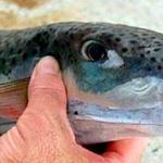 Poisonous immigrant fish in deadly breeding season