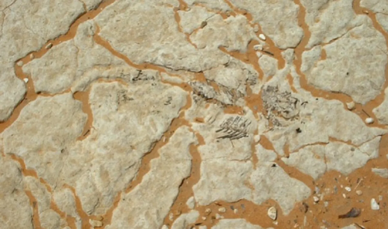 Fig 8 Figure 8: Inter-dune lake deposits in Idhan Murzuq with fresh water fish skeleton (Photo: courtesy of Total Libya).