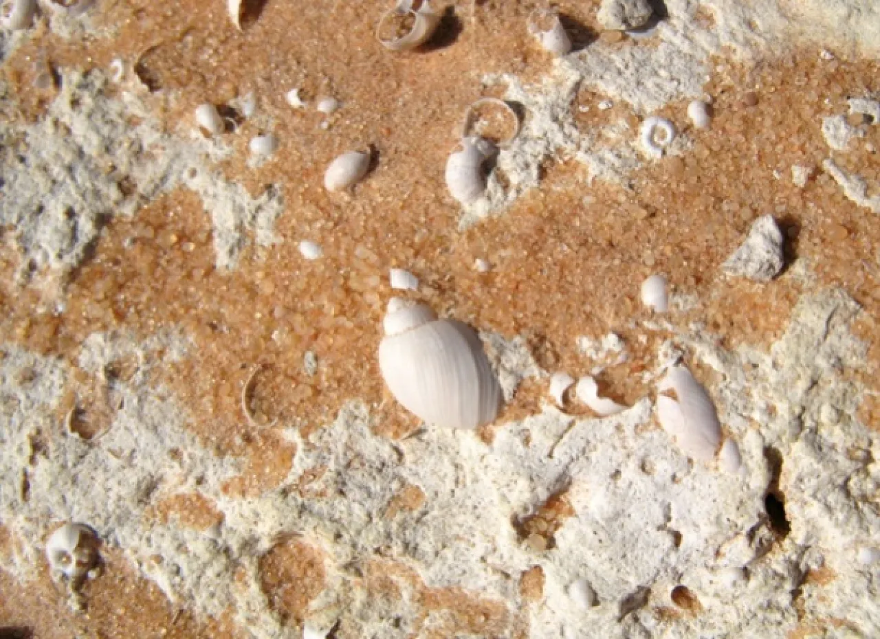 Figure 7 Figure 7: White limestone lake deposit with common fresh-water snails.