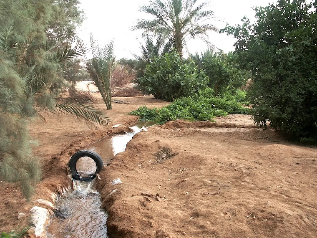 DCF 1.0 Figure 10: Fezzan Region has enough water for agriculture. Though most of the water tapped from fossil water aquifers, but with the proper management the water should be enough for some time to come. A lot of precious water could be saved if the Irrigation system in this farm (Wadi Atabah) is improved by using a modern water-saving system instead of the traditional system used here.