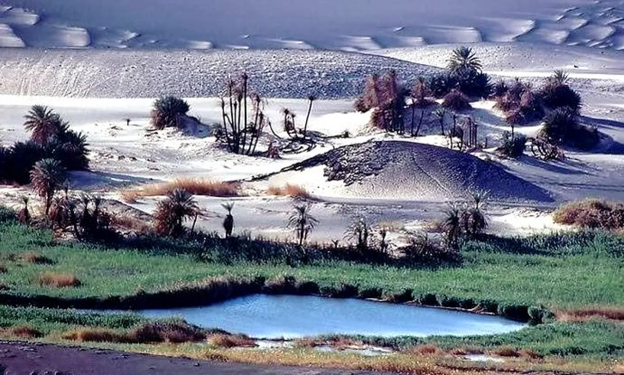 Burnt Trees Waw an Namus Figure 8: Eastern side of Waw An-Namus volcano with a small part of the eastern lake in the foreground. Burned reeds and date palms can be seen in the background. These rare flora were burned as a result of negligence by some visitors, and the authorities need to prohibit the lighting of any fires in this fragile area.
