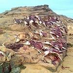 Libya’s desert gazelles under threat of extinction