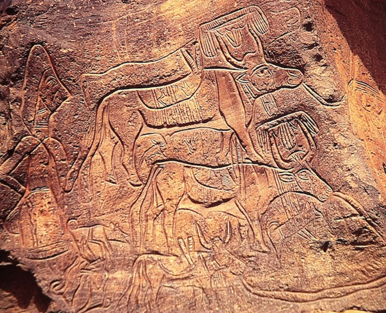 Figure 6: The Pastoral orCattle Breeders’epoch, characterised by many figures of domesticated animals, especially herds of cattle. This figure shows decorated cattle and their naturalistic engraving indicates that it belongs to the older phase.