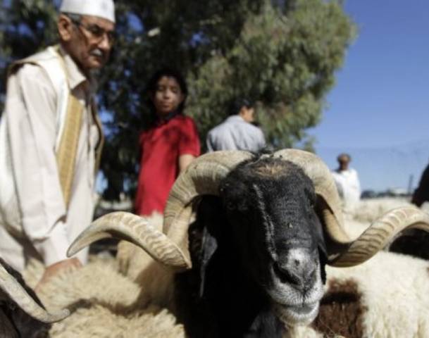 A ram for the Eid sacrifice (LH archives).