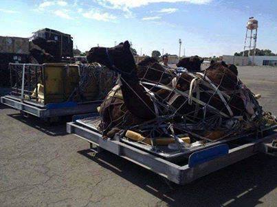 Qaddafi’s black camels flown to UAE