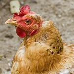 Bird flu in Tobruk