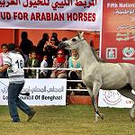 Arabian Pedigree horse show held in Benghazi