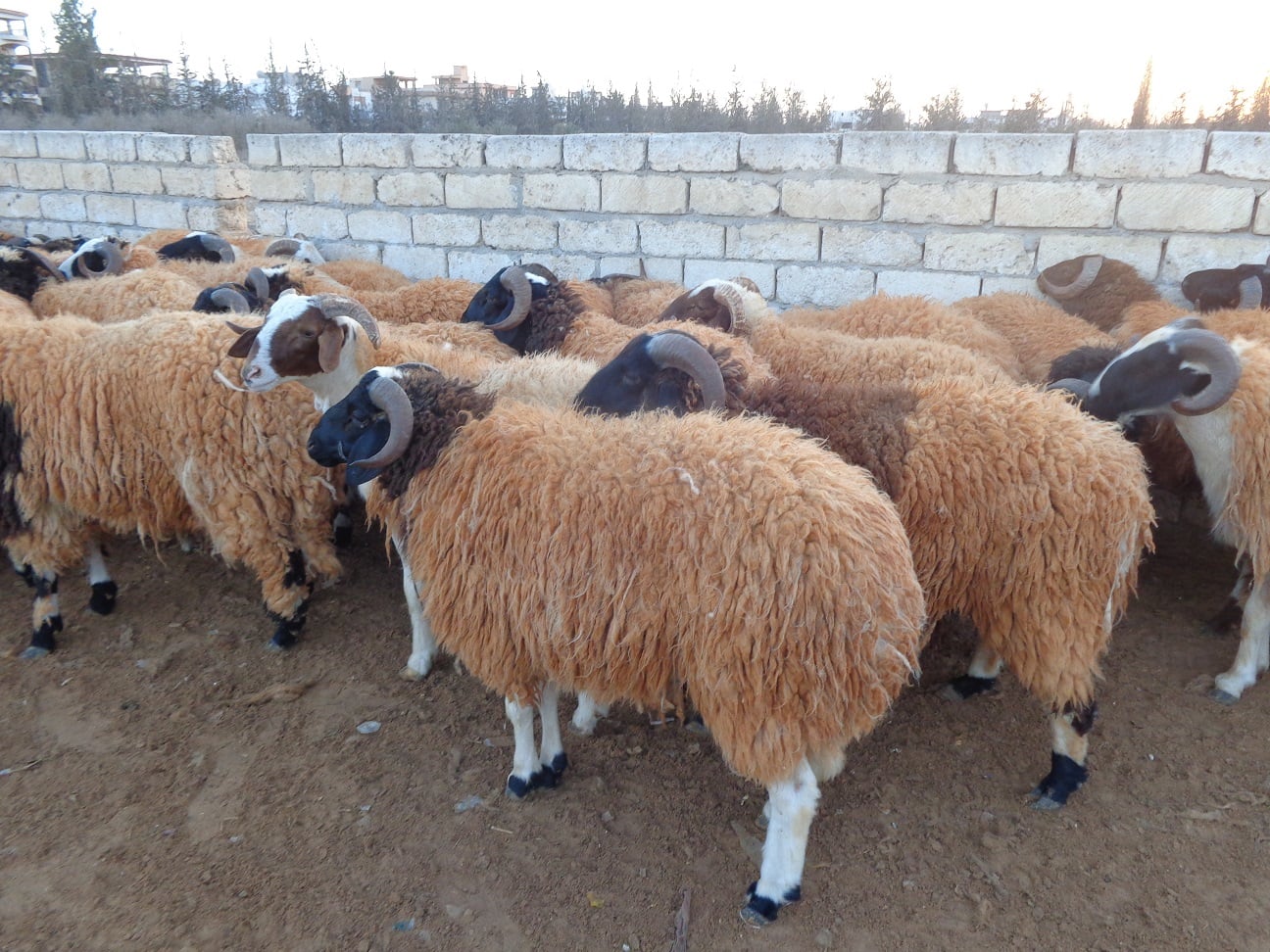The Tripoli government has said that it has imported 317,107 rams and cows in time for the Eid of Sacrifice next Sunday (Photo: From archives by Sami Zaptia).