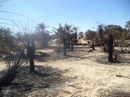 Vandals torch farms in Jalu