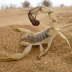 More children die from scorpion stings in southern Libya; antidote shortage blamed