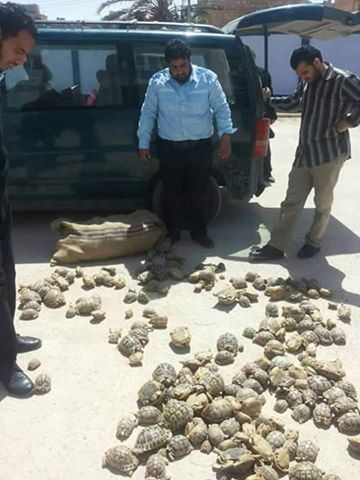 Smugglers stripping Libya of endangered tortoises