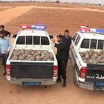 Some 1,900 tortoises seized in Benghazi