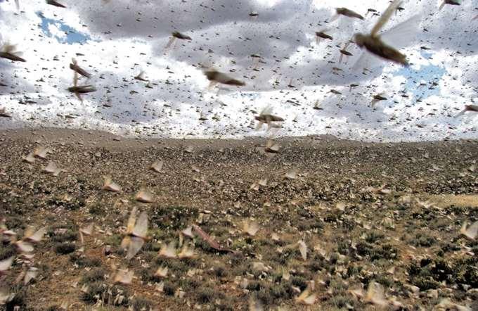 Locust alert for Jalu, Awjila and Jakharra