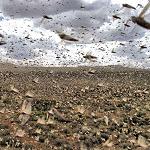 Locust alert for Jalu, Awjila and Jakharra