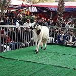 First sheep and goat competition in Tajoura