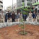 Cedar tree replanted in Benghazi's Maidan Al-Shajara