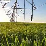 Southern Libyan agribusiness using pivot irrigation to grow 150 hectares of animal feed