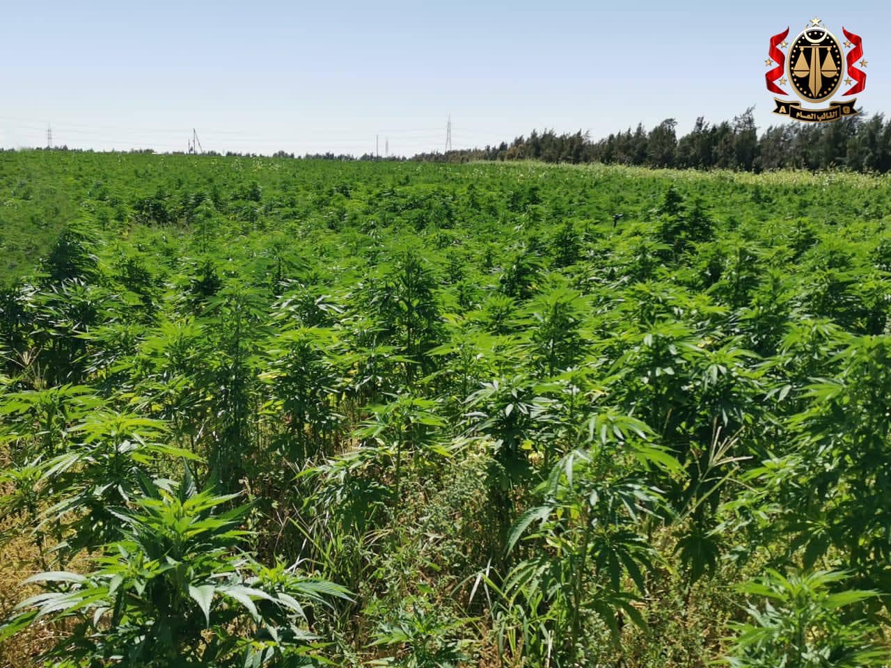 Public Prosecutor initiates criminal proceedings against marijuana farmer in Sebha