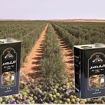 Advancing the diversification of Libya’s economy through planting high density olive trees for olive oil production
