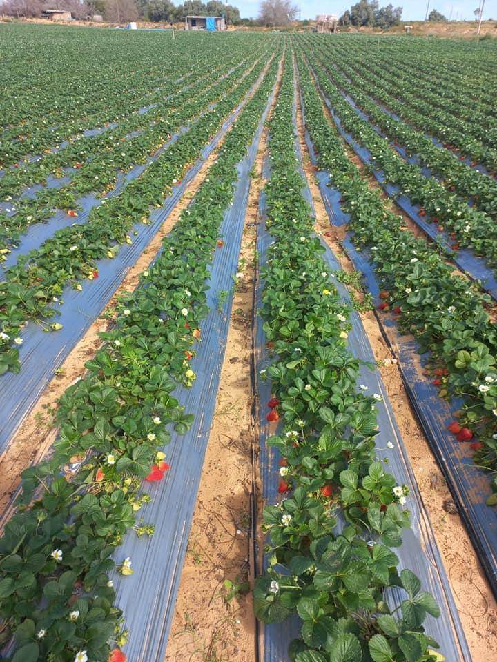Strawberry cultivation in Libya is a thriving economic resource