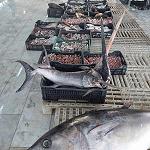 Total fish exports ban reimposed to deflate local prices – exceptional export licenses issued by Economy Ministry cancelled