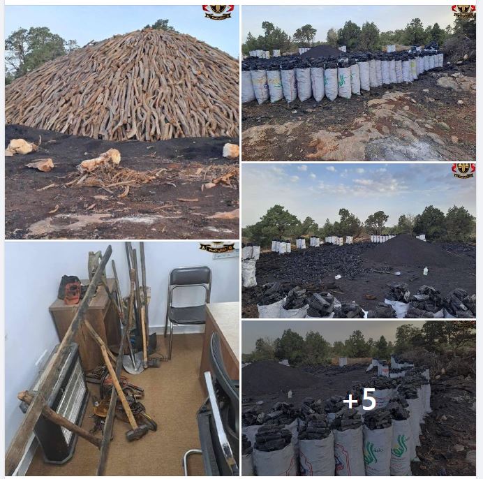 Three illegal tree fellers detained in east – cut trees used for charcoal