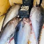 Meeting held in Tripoli on developing tuna fisheries sector according to ICCAT regulations